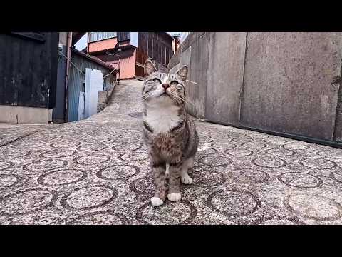 猫島の路地裏で出会った猫がかわいすぎた(YouTube)