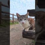 岬の展望所に猫がいました(YouTube)
