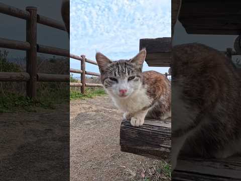 岬の展望所に猫がいました(YouTube)
