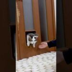 猫扉、詰まる(YouTube)