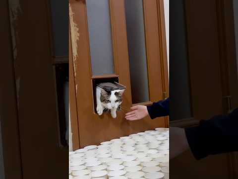 猫扉、詰まる(YouTube)