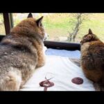 甘え上手な末っ子猫は柴犬パパも姫猫お姉ちゃんにも甘えれちゃいます(YouTube)