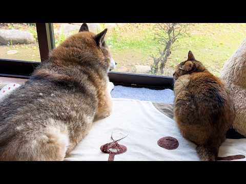 甘え上手な末っ子猫は柴犬パパも姫猫お姉ちゃんにも甘えれちゃいます(YouTube)