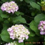 井の頭自然文化園 花ごよみ動画 アジサイの開花（2020年5月31日〜6月9日撮影）(YouTube)