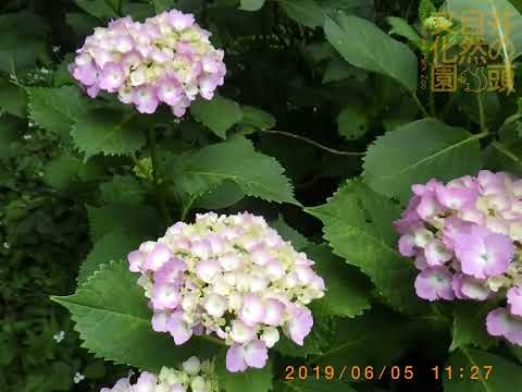井の頭自然文化園 花ごよみ動画 アジサイの開花（2020年5月31日〜6月9日撮影）(YouTube)