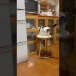 コソ泥の現行犯です(YouTube)