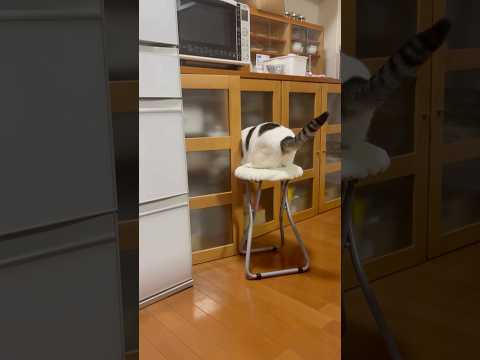 コソ泥の現行犯です(YouTube)