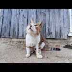 【癒し確定】撫でた瞬間…壁でガリガリ！？島の床屋前の猫が可愛すぎた🐱(YouTube)