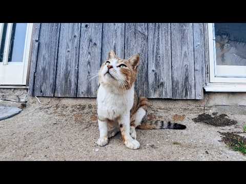 【癒し確定】撫でた瞬間…壁でガリガリ！？島の床屋前の猫が可愛すぎた🐱(YouTube)
