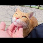 茶トラ猫ちゃんをひざの上に乗せたらスヤスヤと眠ってしまった(YouTube)