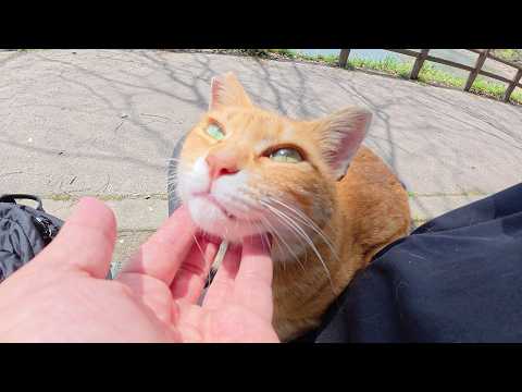 茶トラ猫ちゃんをひざの上に乗せたらスヤスヤと眠ってしまった(YouTube)