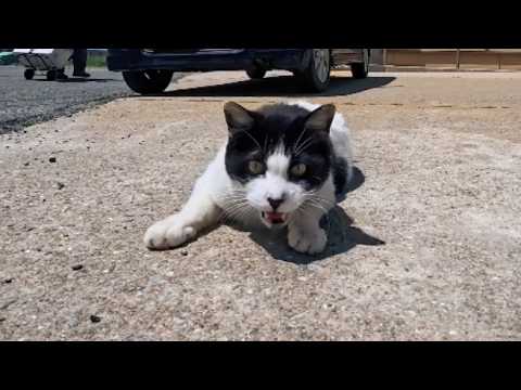 島に着いてフェリーを降りるとハチワレ猫ちゃんが出迎えてくれた(YouTube)