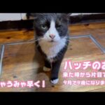 ハッチのお顔久々アップ  来た時から片目は失くしてました  元気に9月には9歳になります   2026 04 10 1(YouTube)