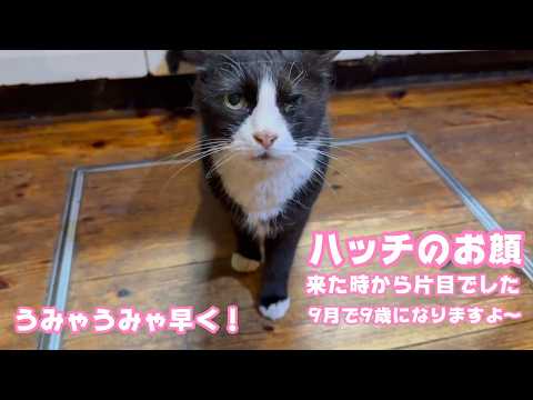 ハッチのお顔久々アップ  来た時から片目は失くしてました  元気に9月には9歳になります   2026 04 10 1(YouTube)