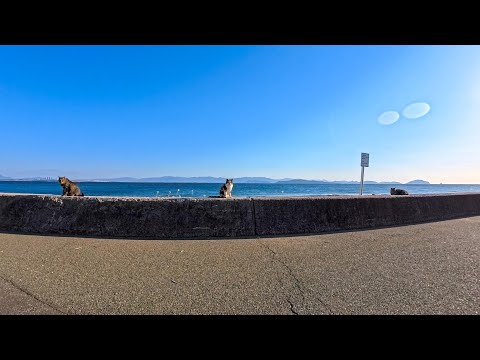 猫島の防波堤には「撫でられ待ち」をしている猫達が沢山います(YouTube)