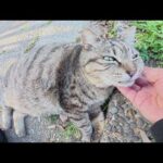 茶トラ猫へのナンパが失敗して、ふて腐れるぽっちゃり猫ちゃん(YouTube)