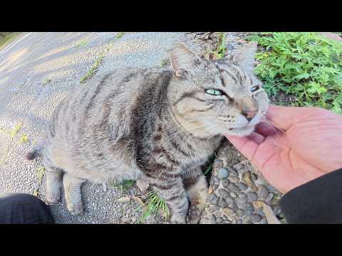 茶トラ猫へのナンパが失敗して、ふて腐れるぽっちゃり猫ちゃん(YouTube)
