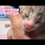 ゴミ箱に棄てられた子猫 Day9 ペロリもカワユス ボッチでも頑張ってます2026 04 24 1(YouTube)