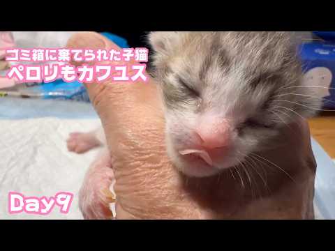 ゴミ箱に棄てられた子猫 Day9 ペロリもカワユス ボッチでも頑張ってます2026 04 24 1(YouTube)