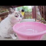 ラグドールみたいな猫が新鮮な水を探して神社を歩き回る(YouTube)