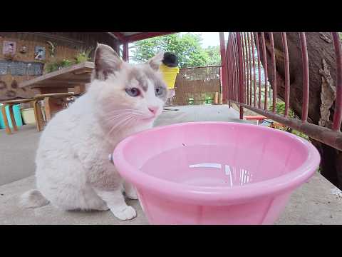 ラグドールみたいな猫が新鮮な水を探して神社を歩き回る(YouTube)