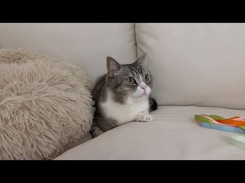 そろそろ寝ようと思ってたのに映画が面白かった猫の反応が…笑(YouTube)