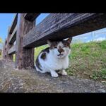 公園の橋の上にいた猫ちゃん、モフられに出てきた(YouTube)