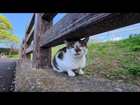 公園の橋の上にいた猫ちゃん、モフられに出てきた(YouTube)