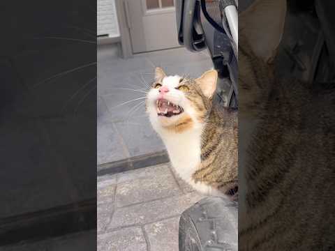 久しぶりのカカカカ(YouTube)