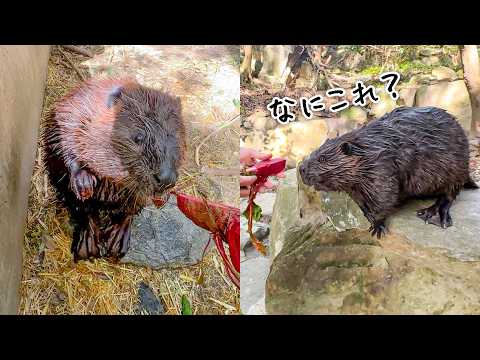 初めて見る赤い野菜に、興味津々のビーバーたち🦫【ビーツ】(YouTube)