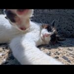 海辺の階段に座ると防波堤の猫ちゃんがモフられに出てきた(YouTube)