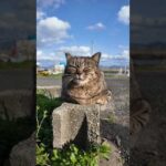 道路脇で寝ていた猫(YouTube)