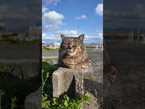 道路脇で寝ていた猫(YouTube)
