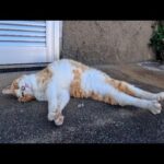 猫島の神社下で見かけた猫ちゃん、撫でると日陰まで移動してゴロン伸びーしてかわいすぎた(YouTube)