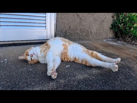 猫島の神社下で見かけた猫ちゃん、撫でると日陰まで移動してゴロン伸びーしてかわいすぎた(YouTube)