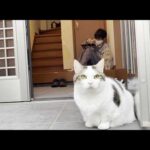 気が付けば息子の横で座ってる猫(YouTube)