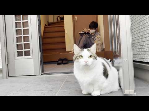 気が付けば息子の横で座ってる猫(YouTube)