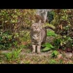 草むらでひっそり休んでいた足湯の管理人猫…こっちに気づいて出てきてくれた(YouTube)