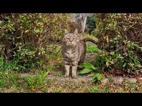草むらでひっそり休んでいた足湯の管理人猫…こっちに気づいて出てきてくれた(YouTube)