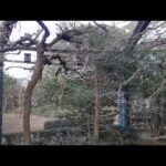 おしゃべりなニホンリスたち　恋鳴き：井の頭自然文化園(YouTube)