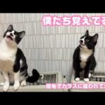 僕たち覚えてる？ 団地でカラスに狙われてた双子ちゃん  2026 04 30 2(YouTube)