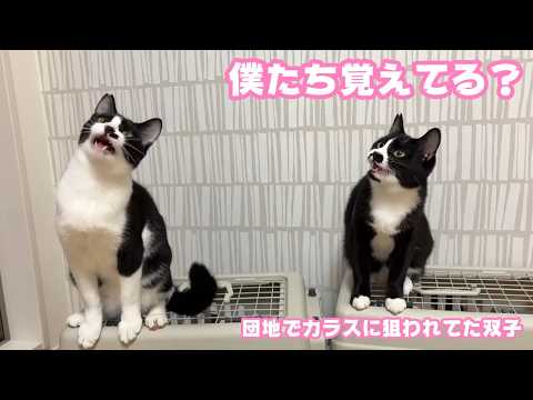 僕たち覚えてる？ 団地でカラスに狙われてた双子ちゃん  2026 04 30 2(YouTube)