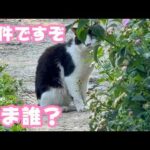 事件です！  おま誰？  カワユス動画もいっぱいです  2026 04 10 2(YouTube)