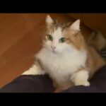 膝の上に乗りたくてウズウズする猫(YouTube)