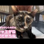 今日も明日もチックン  クシャミでね あんまし食べたくないはダメだって  ウマコ  2026 04 14 2(YouTube)