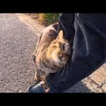 道路脇にいた猫を撫でると懐いてきて足元にスリスリしてきてカワイイ(YouTube)