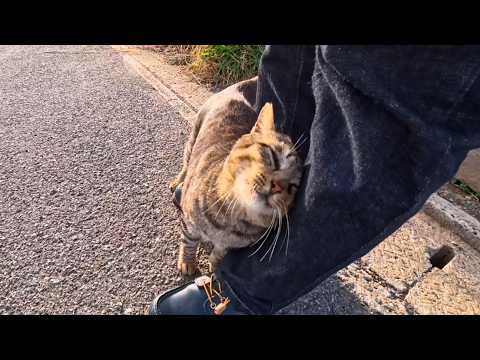 道路脇にいた猫を撫でると懐いてきて足元にスリスリしてきてカワイイ(YouTube)