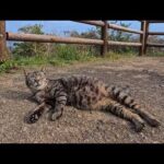 岬の展望所の猫ちゃんトコトコ歩いてきて腰トントンを要求してきた(YouTube)