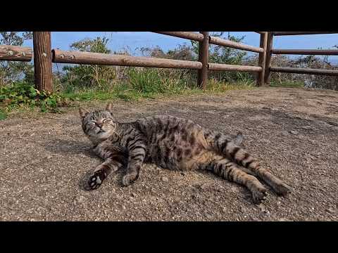 岬の展望所の猫ちゃんトコトコ歩いてきて腰トントンを要求してきた(YouTube)