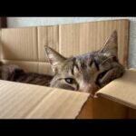 春です、始まりました。(YouTube)